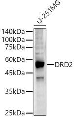 DRD2 Antibody in Western Blot (WB)