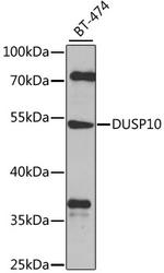 DUSP10 Antibody in Western Blot (WB)