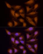 ECSIT Antibody in Immunocytochemistry (ICC/IF)