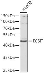 ECSIT Antibody in Western Blot (WB)