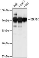 EEFSEC Antibody in Western Blot (WB)