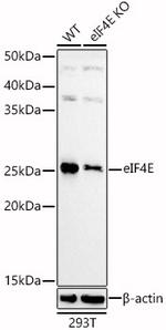 eIF4E Antibody in Western Blot (WB)