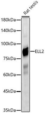 ELL2 Antibody in Western Blot (WB)