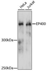 p400 Antibody in Western Blot (WB)