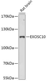 EXOSC10 Antibody in Western Blot (WB)