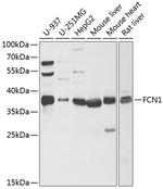 FCN1 Antibody in Western Blot (WB)