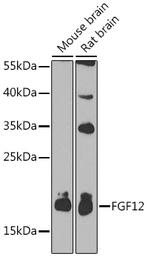 FGF12 Antibody in Western Blot (WB)