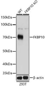 FKBP10 Antibody in Western Blot (WB)