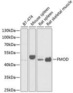 Fibromodulin Antibody in Western Blot (WB)