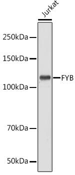 ADAP Antibody in Western Blot (WB)