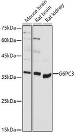 G6PC3 Antibody in Western Blot (WB)