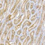 GALC Antibody in Immunohistochemistry (Paraffin) (IHC (P))