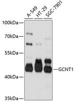 GCNT1 Antibody in Western Blot (WB)