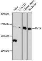 PI4KA Antibody in Western Blot (WB)