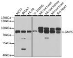 GMPS Antibody in Western Blot (WB)