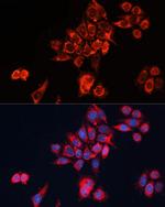 GNAI2 Antibody in Immunocytochemistry (ICC/IF)