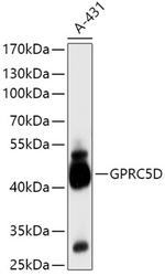 GPRC5D Antibody in Western Blot (WB)
