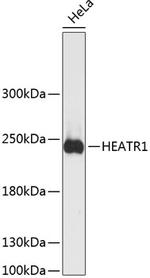 HEATR1 Antibody in Western Blot (WB)