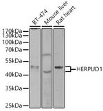 HERPUD1 Antibody in Western Blot (WB)