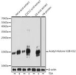 H2BK12ac Antibody in Western Blot (WB)