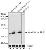 H3K23ac Antibody in Western Blot (WB)