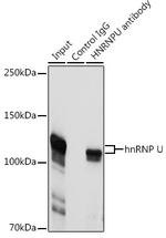 HNRNPU Antibody in Immunoprecipitation (IP)