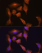 HOOK3 Antibody in Immunocytochemistry (ICC/IF)