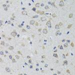 HTR3A Antibody in Immunohistochemistry (Paraffin) (IHC (P))