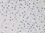 HUS1 Antibody in Immunohistochemistry (Paraffin) (IHC (P))