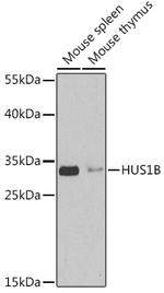 HUS1B Antibody in Western Blot (WB)