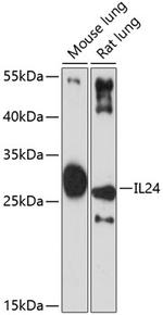 IL24 Antibody in Western Blot (WB)