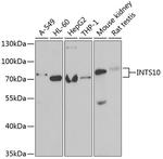 INTS10 Antibody in Western Blot (WB)