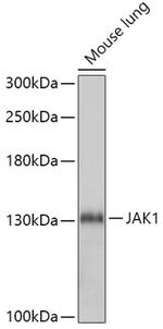 JAK1 Antibody in Western Blot (WB)