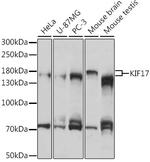 KIF17 Antibody in Western Blot (WB)