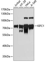 KIFC1 Antibody in Western Blot (WB)