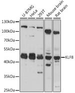 KLF8 Antibody in Western Blot (WB)