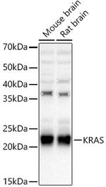 K-Ras Antibody in Western Blot (WB)