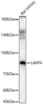 LARP4 Antibody in Western Blot (WB)