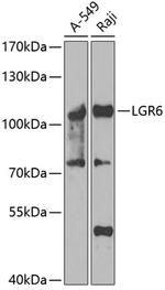 LGR6 Antibody in Western Blot (WB)