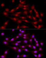 LIG3 Antibody in Immunocytochemistry (ICC/IF)