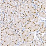 LIG3 Antibody in Immunohistochemistry (Paraffin) (IHC (P))