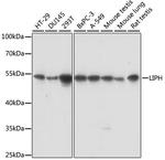 LIPH Antibody in Western Blot (WB)