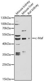 MAF Antibody in Western Blot (WB)