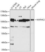 MAP4K2 Antibody in Western Blot (WB)