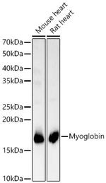 Myoglobin Antibody in Western Blot (WB)