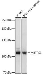 MBTPS1 Antibody in Western Blot (WB)