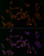 MDK Antibody in Immunocytochemistry (ICC/IF)