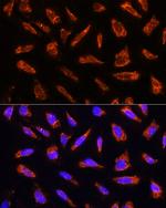 MFGE8 Antibody in Immunocytochemistry (ICC/IF)