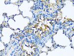 MFGE8 Antibody in Immunohistochemistry (Paraffin) (IHC (P))