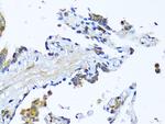 MFGE8 Antibody in Immunohistochemistry (Paraffin) (IHC (P))